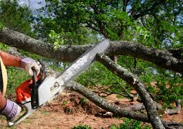 Best Tree Mulching  in Poquoson, VA